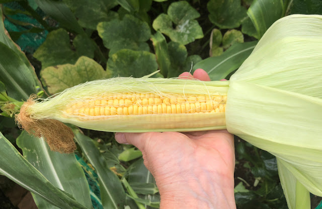 Hand holding a large freshly picked cob of sweetcorn, outer leaves pulled back to show the yellow kernels.