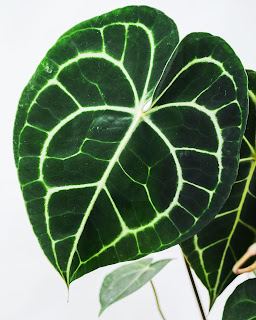 Anthurium clarinervium, blader med hvite nerver