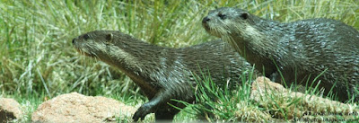 Two Otters out of the water