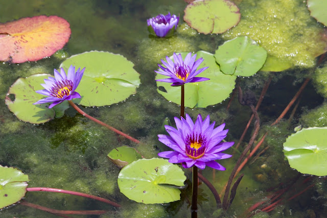 Purple Water Lily