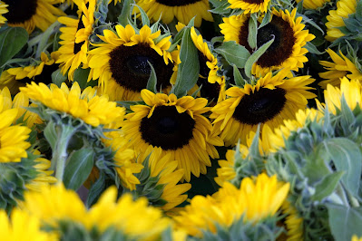 Budidaya Tanaman Bunga Matahari, perkebunan bunga matahari, panen bunga Matahari