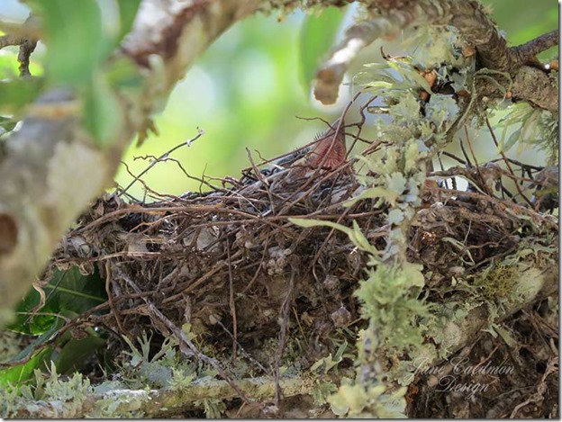 Scissor-tailed_baby7