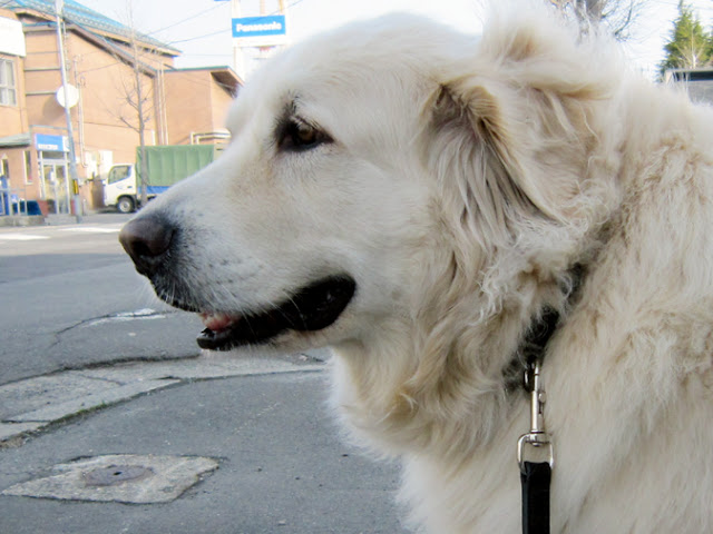 好奇心の旺盛な犬の横顔