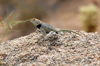 Critter shot of a yellow-backed spiny lizard