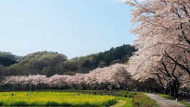 権現堂堤～吉見さくら堤公園～巾着田と埼玉県の菜の花と桜堤の名所を巡ります。鷲宮神社、清久さくら通り、篠津の桜堤、石戸蒲ザクラ、高尾さくら公園などを経由して利根川から荒川、都幾川、越辺川、高麗川をつないで走るサイクリングコース。権現堂堤・さくら堤公園・巾着田は彼岸花（曼珠沙華）の名所なので秋もオススメ