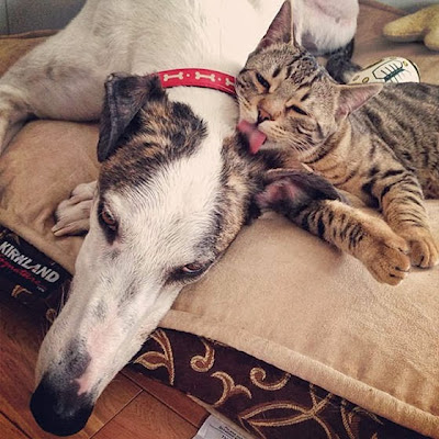 Foto seekor kucing bengal bernama Borys dan seekor anjing greyhound bernama Walter