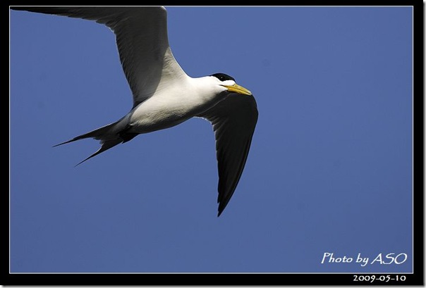 鳳頭燕鷗(2009-05-10大溪漁港)0509