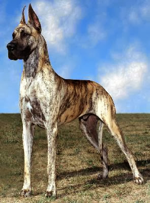 Brindle Great Dane Mix