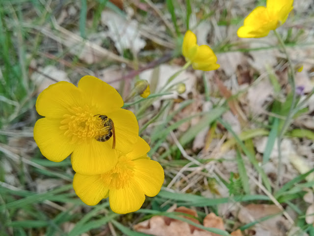 Halictidae on Grassy-leaved Buttercup Ranunculus gramineus, Puy de la Colline, Chinon, Indre et Loire, France. Photo by Loire Valley Time Travel.