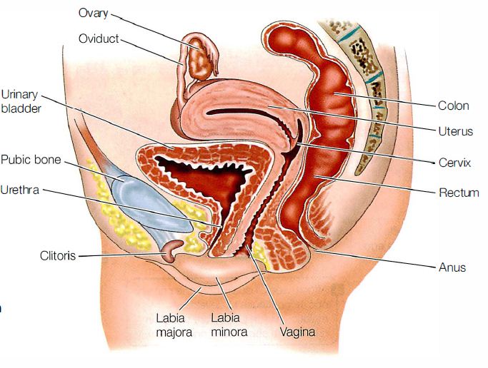  Organ Reproduksi Wanita