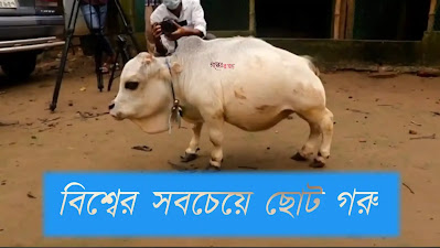বিশ্বের সবচেয়ে সবচেয়ে ছোট গরু