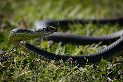 Eastern Montpellier Snake (Malpolon insignitus) HERPING ATHENS