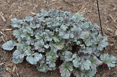 Heuchera Silver Lode - Silver Lode Coral Bells care