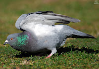 Paloma bravía (Columba livia)