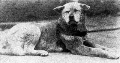 Hachiko perro historia