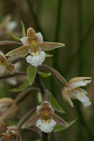 Marsh Helleborine