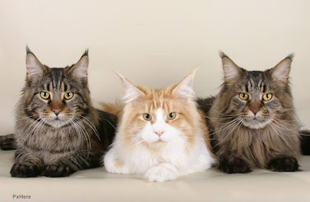 Gatos com FIV ou FeLV podem ter uma boa qualidade de vida?