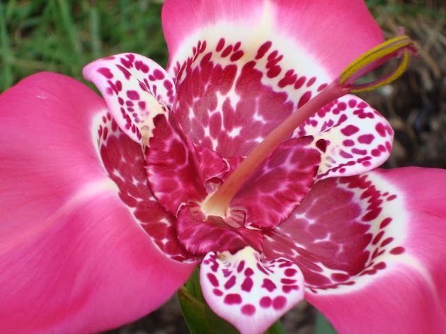 A flor-tigre (Tigridia pavonia) é uma planta bulbosa, pertence à família Iridaceae e tem origem no México. 