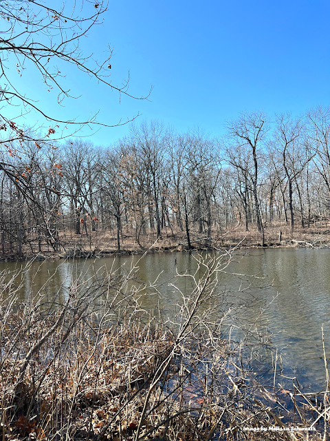 The forest opened up to reveal a beautiful pond at Greene Valley Forest Preserve.