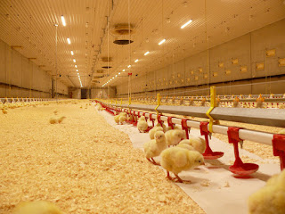 Poultry Feed Premix Market