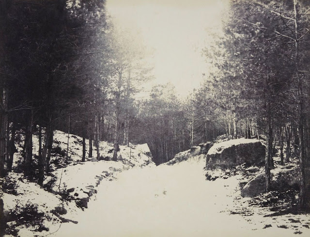 Forêt de Fontainebleau, Eugène Cuvelier photographe.