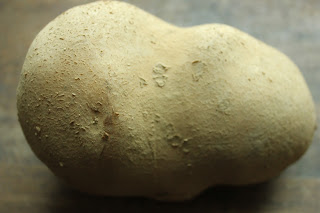 Organic Agria potato