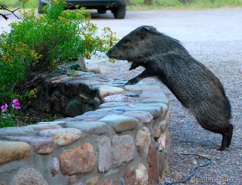 7. javalina-kab