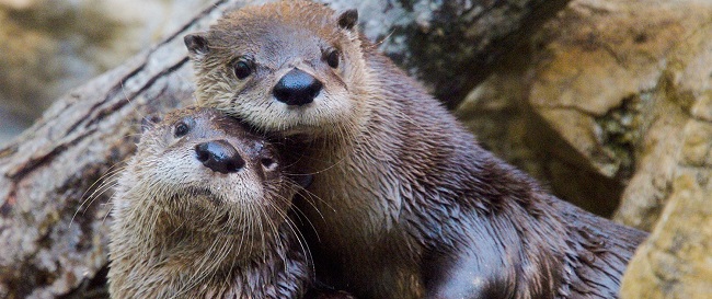 Ini Dia Cara Paling Tepat Merawat Otter  Peliharaan  wikiotter