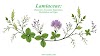 Lamiaceae: Characters, Economic Importance, Distribution and Types