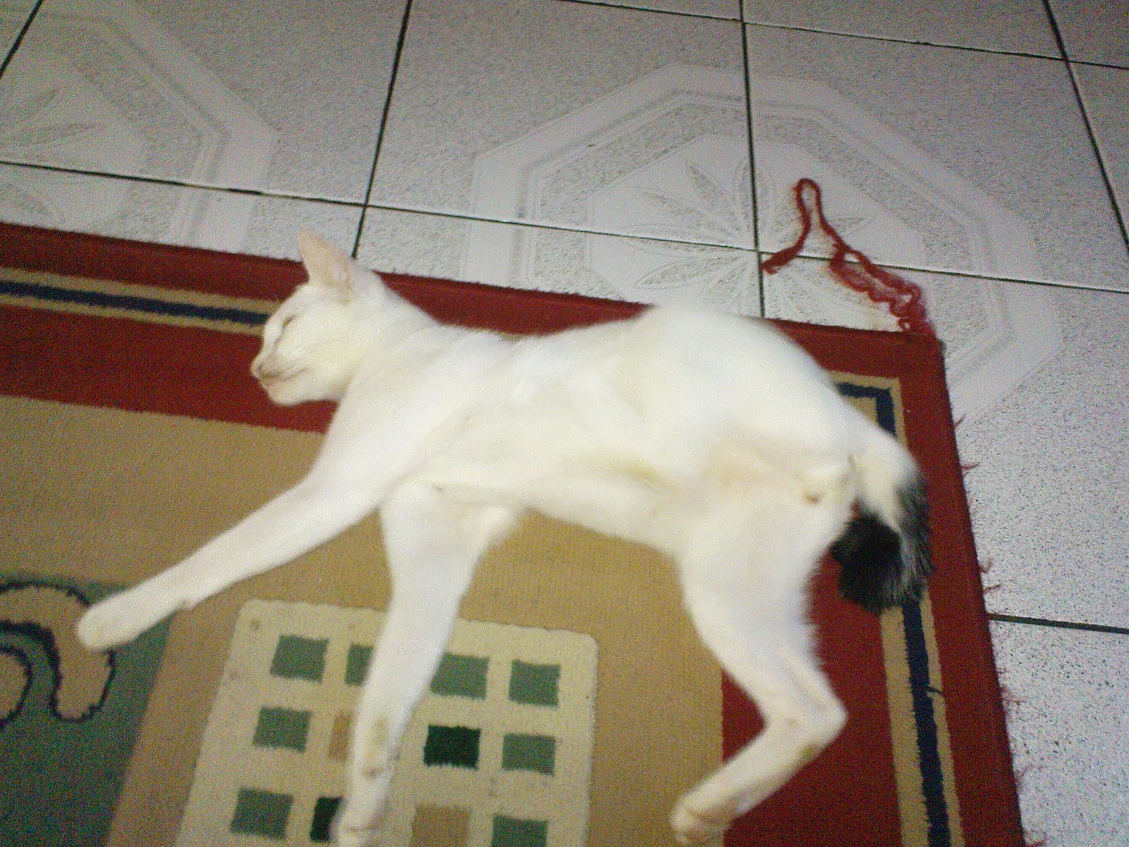 Ark In The Sky Kucing Aneh O
