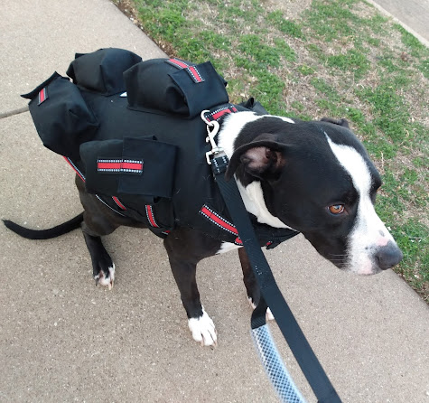 dog weighted vest exercise