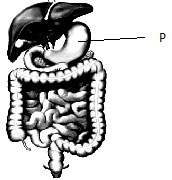 Organ pencernaan