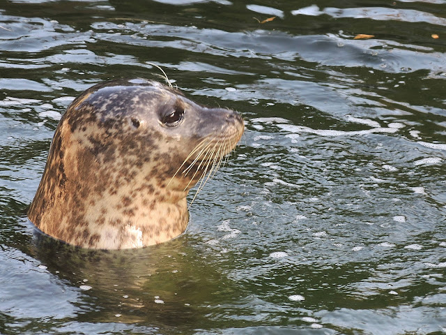 Antwerpen: in de zoo - zeehondjes