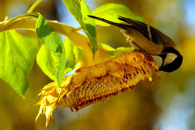 bird on a sunflower