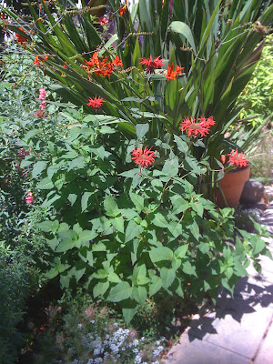 Monarda didyma