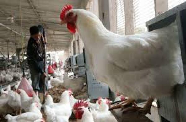 هل ستستمر أسعار الدجاج في الارتفاع؟ يتهم المربون شركات الأعلاف بالتواطؤ وسوء الجودة