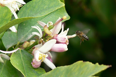 FOTOGRAFIAS DE ABEJAS EN FLORES - PHOTOGRAPHS OF BEES IN FLOWERS.