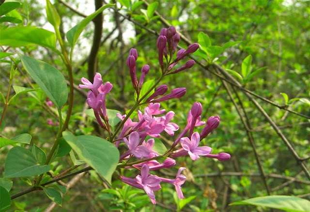 Lilac Flowers Pictures