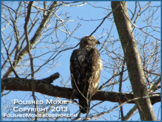 Image of young eagle sitting in tree in profile.