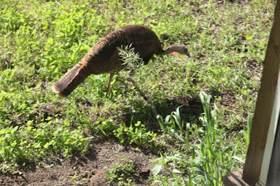 hen turkey pecking away