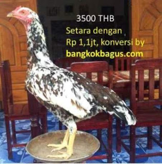  Gambar  ayam  burma betina asli dan harganya di thailand 