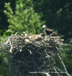 Osprey and Chicks