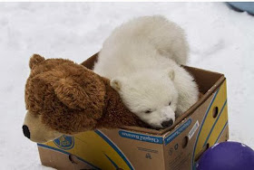 Polar bear vs Teddy bear (7 pics), polar bear cub picture, polar bear cub play with bear toy