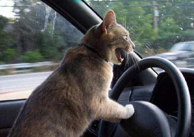 Funny Cat Driving Car