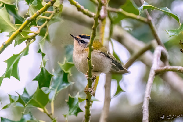 Firecrest