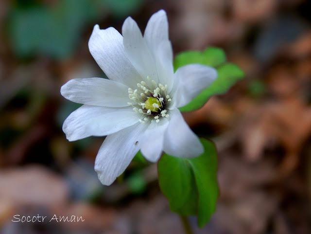 Anemone raddeana