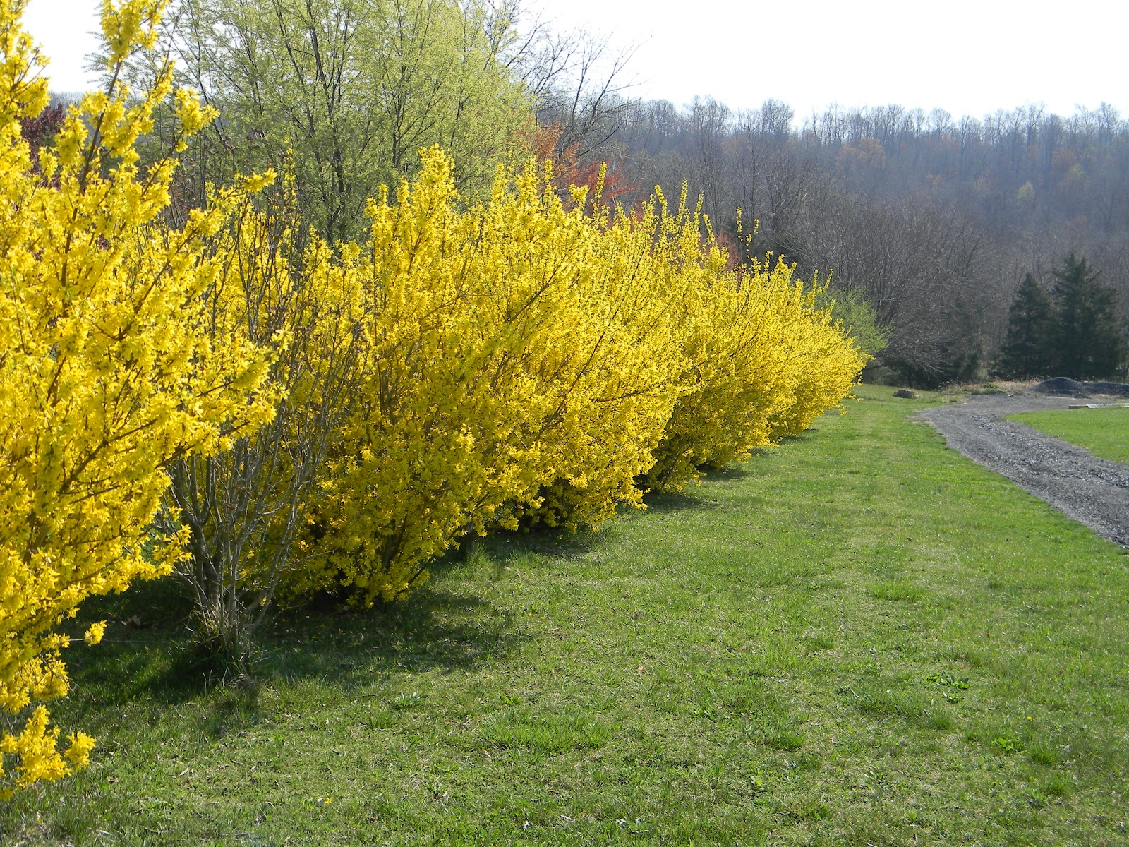 Spring in our yard means flowering trees, shrubs, bushes, and flowers ...