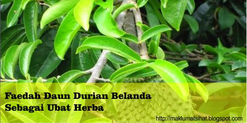 Faedah Daun Durian Belanda Sebagai Ubat Herba - Maklumat 