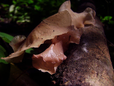Health Benefits of Auricularia "Jelly Ear" For your Body and Beauty