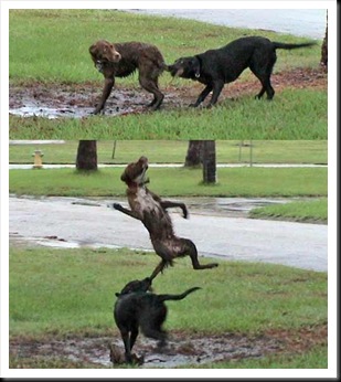 violent-dog